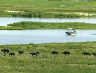 Buffalo herd on Moremi - Migration Routes Safari