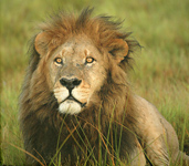 A beautiful male lion seen on safari