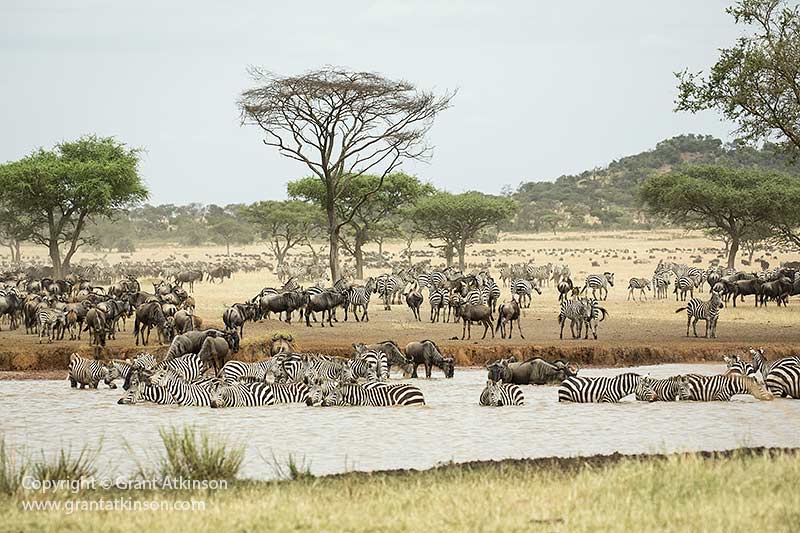 Wildebeests and zebras, Serengeti, Tanzania - Copyright © Grant Atkinson