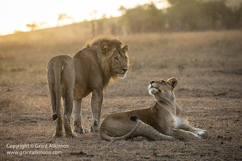 Lions, Serengeti, Tanzania - Copyright © Grant Atkinson
