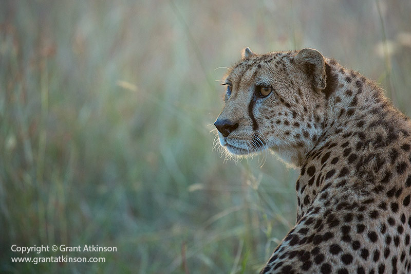 Cheetah, Serengeti, Tanzania - Copyright © Grant Atkinson
