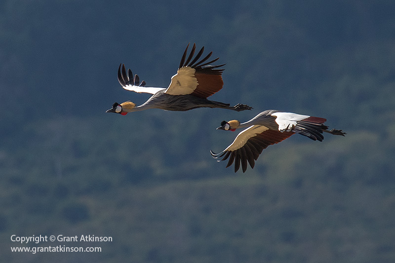 Crowned Cranes, Ngorongoro Crater, Tanzania - Copyright © Grant Atkinson