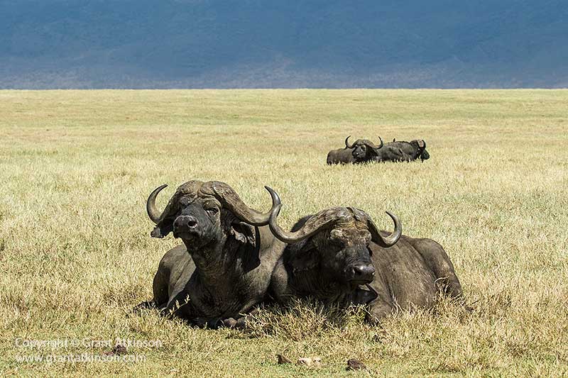 Buffalos, Ngorongoro Crater, Tanzania - Copyright © Grant Atkinson