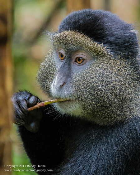 Golden monkey in Volcanoes National Park, Rwanda - Copyright © Randy Hanna