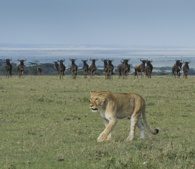 Lioness and Wildebeest - Masai Mara, Kenya - Copyright © James Weis/Eyes on Africa