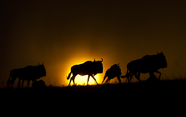 Wildebeests silhouettes in the Masai Mara, Kenya - Copyright © James Weis/Eyes on Africa