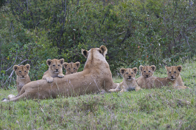 Lioness and cubs, Mara Plains Camp, Kenya - Copyright © James Weis/Eyes on Africa
