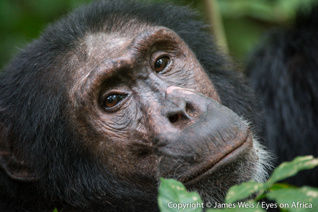 Chimpanzee in Kibale National Park, Uganda - Copyright © James Weis