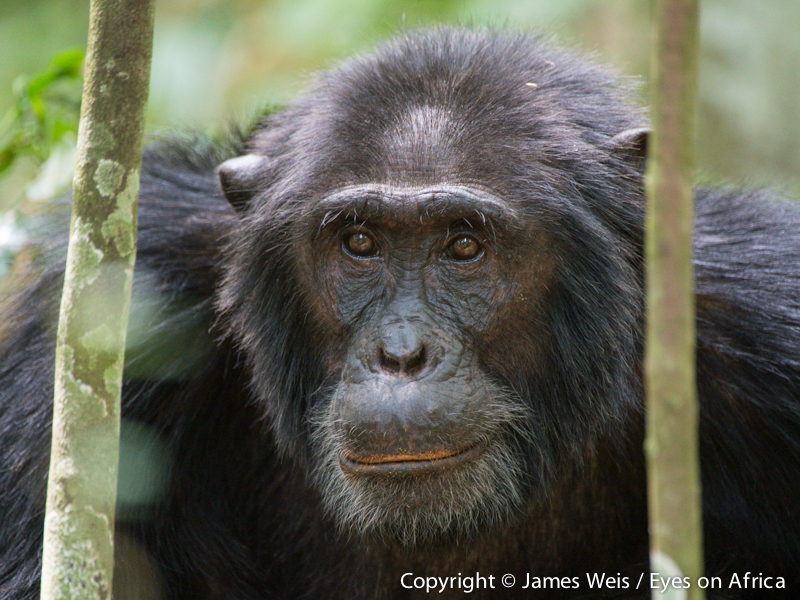Chimpanzee in Kibale National Park, Uganda - Copyright © James Weis