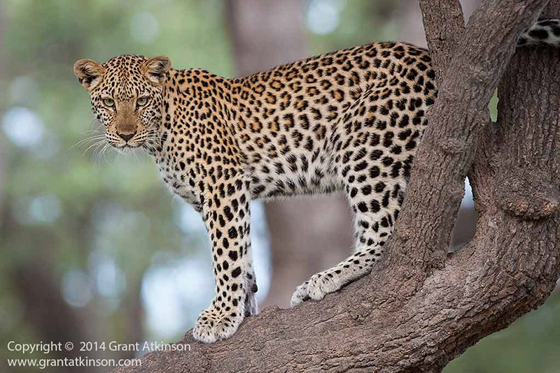 Leopard in Botswana - copyright © Grant Atkinson.