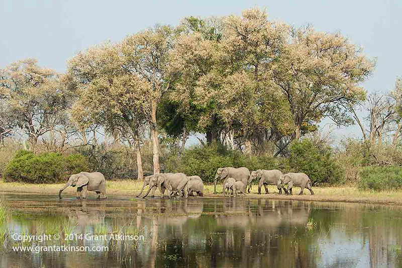 Elephants in the Linyanti - copyright © Grant Atkinson.