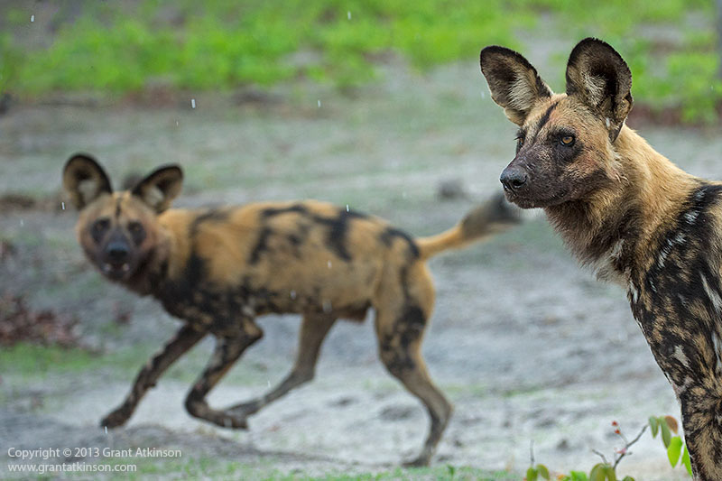 African Wild Dogs - copyright © Grant Atkinson.