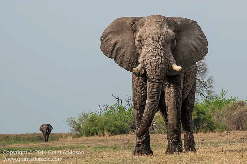 Elephants in Botswana - copyright © Grant Atkinson.
