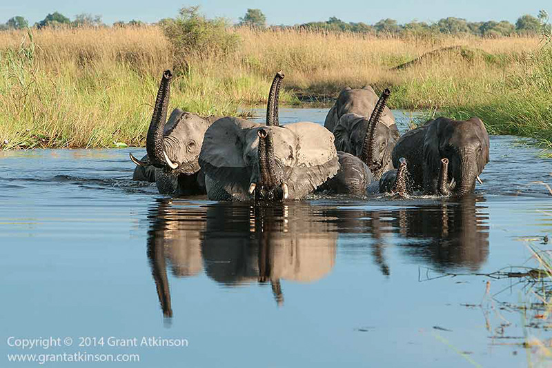 Elephants crossing water - copyright © Grant Atkinson.