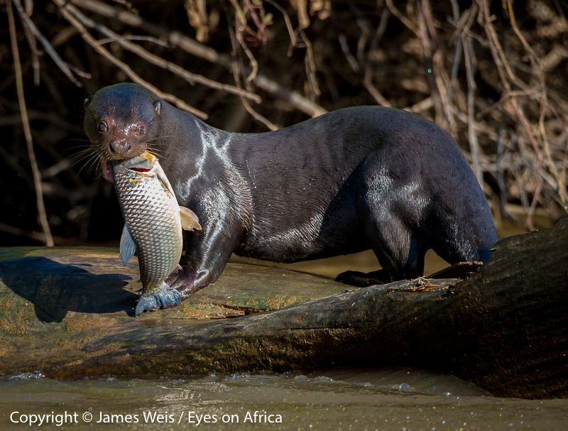 Giant Otter in Brazil's Pantanal - Copyright © James Weis