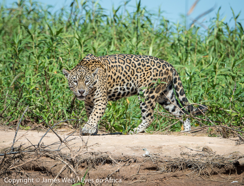 Female jaguar at Southwild Pantanal, Brazil - Copyright © James Weis