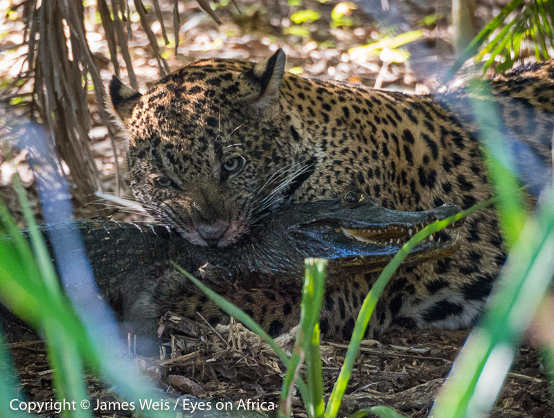 Jaguar with a kill, Caiman Refuge, Pantanal - Copyright © James Weis