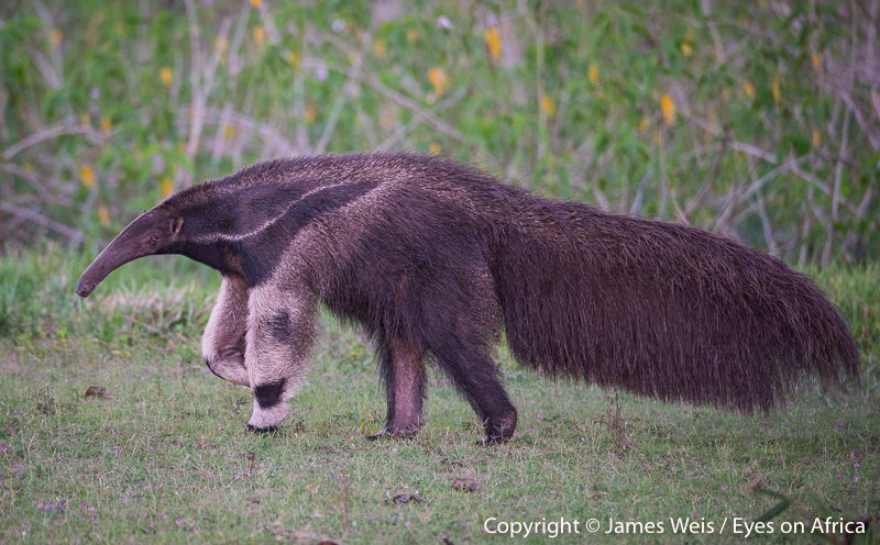 Giant Anteater at Caiman Refuge, Pantanal, Brazil - Copyright © James Weis