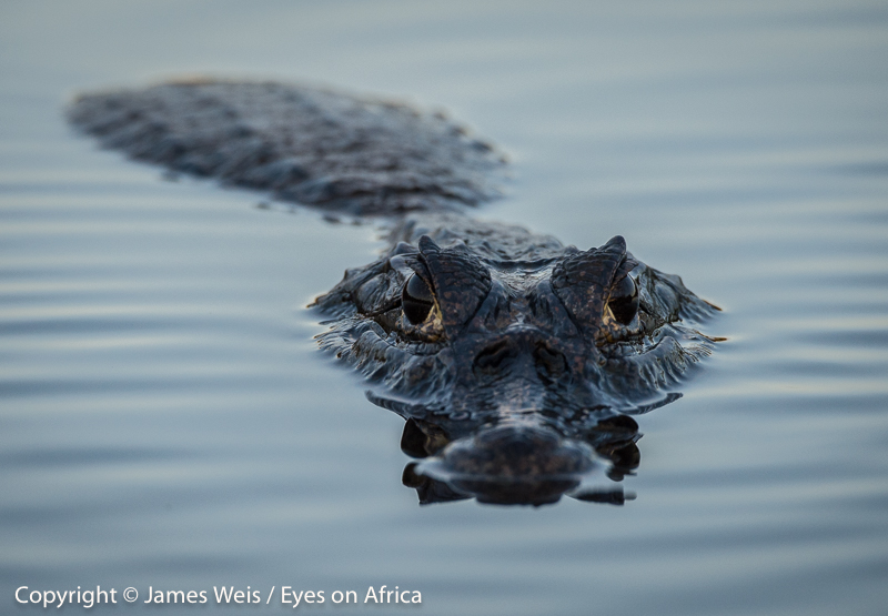 Yacare Caiman, Brazilian Pantanal - Copyright © James Weis