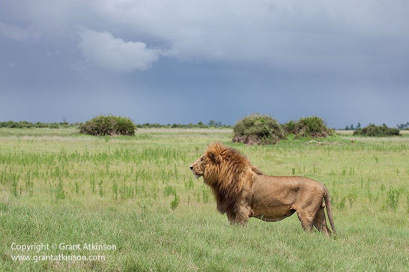 Male lion at Duba - copyright © Grant Atkinson.