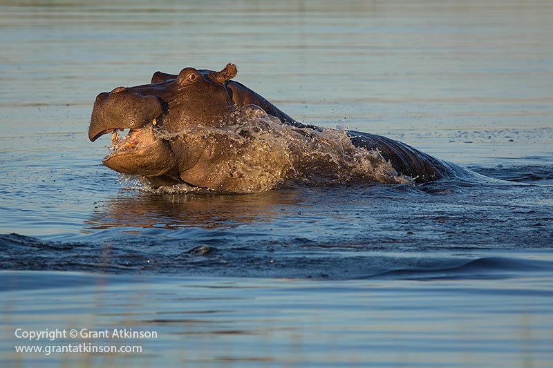 Hippo at Duba Plains in Botswana - copyright © Grant Atkinson.