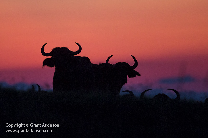 Buffalos in Botswana - copyright © Grant Atkinson.