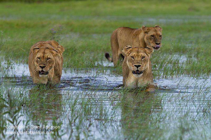 Lions at Duba Plains - copyright © Grant Atkinson.