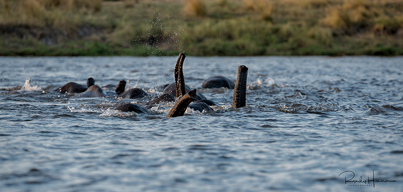 Elephants in the Chobe River - copyright © Randy Hanna