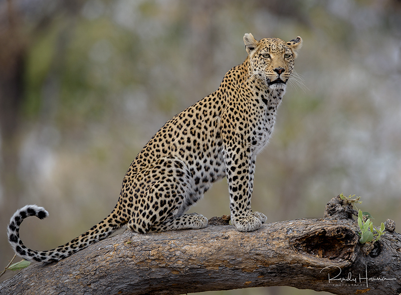 Leopard in Botswana - copyright © Randy Hanna
