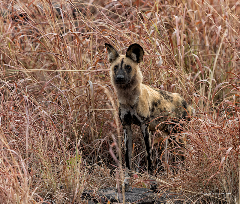 African Wid Dog in Botswana - copyright © Randy Hanna