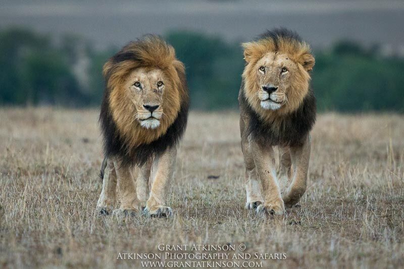 Male Lions - Copyright © Grant Atkinson
