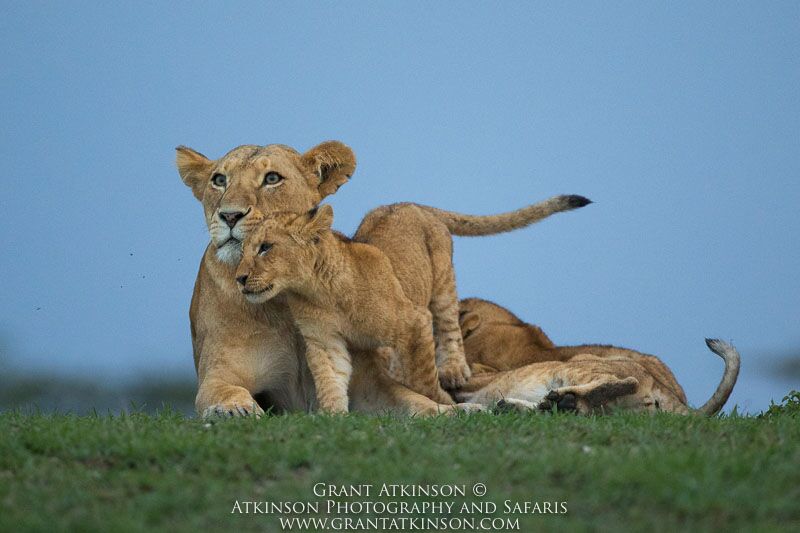 Lioness and cub - Copyright © Grant Atkinson