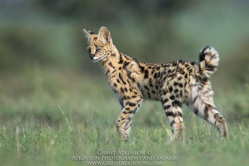 Serval - Copyright © Grant Atkinson