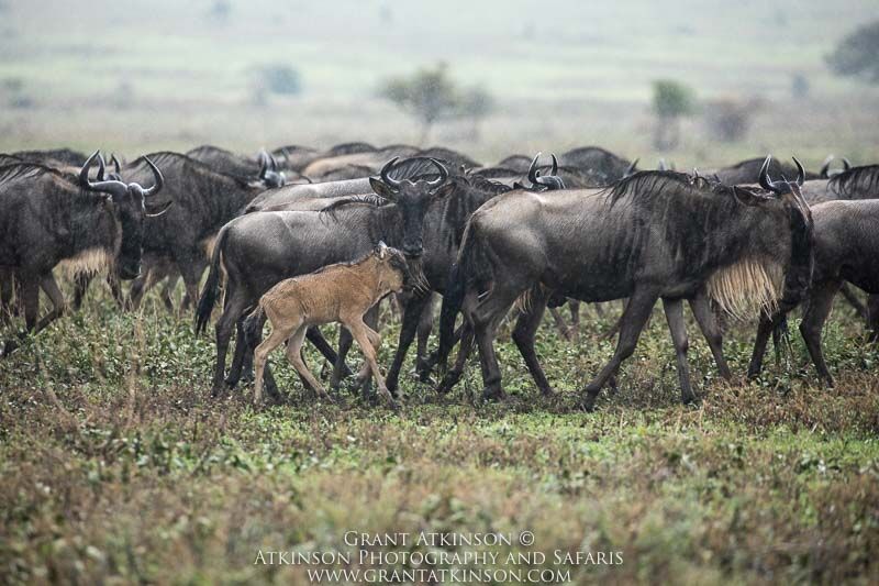 Wildebeests, Serengeti, Tanzania - Copyright © Grant Atkinson
