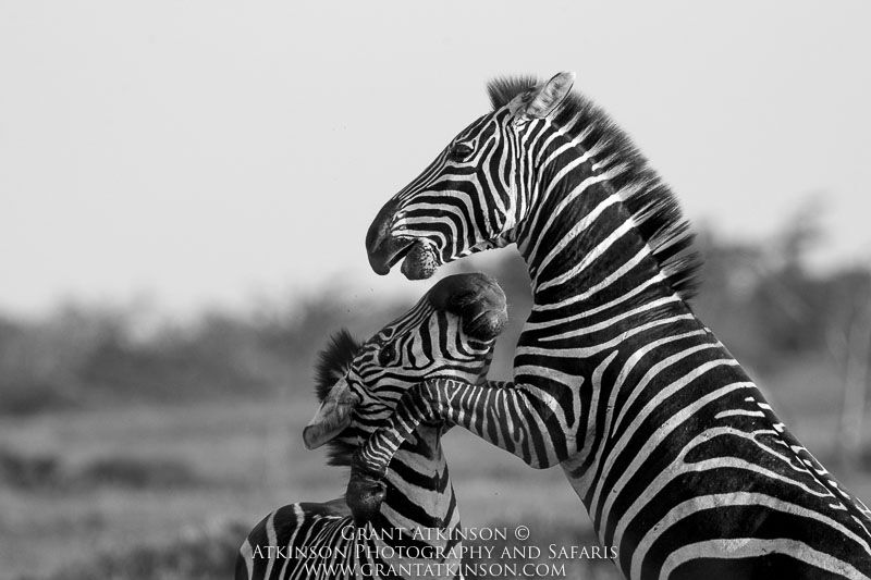 Zebras - Copyright © Grant Atkinson