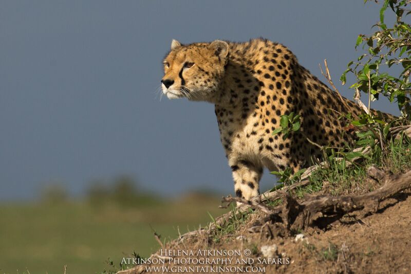 Cheetah - Copyright © Helena Atkinson