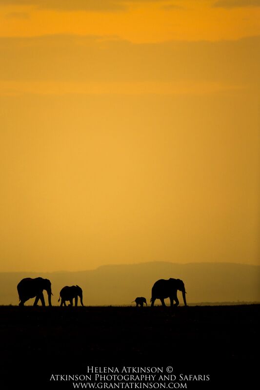 Elephants - Copyright © Helena Atkinson