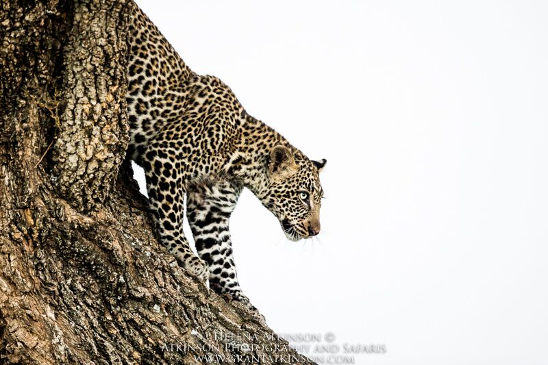 Leopard - Copyright © Helena Atkinson