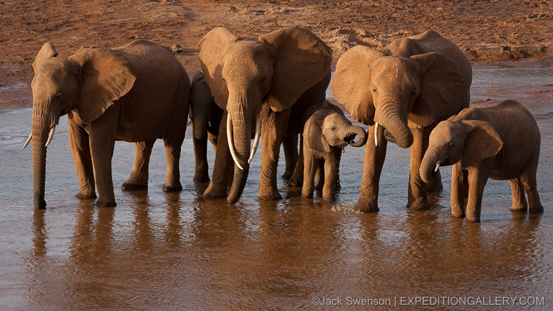 Elephants - Copyright © Jack Swenson
