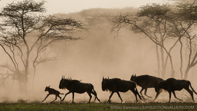 Wildebeests - Copyright © Rikki Swenson