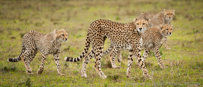 Cheetah family - Copyright © Rikki Swenson