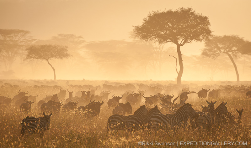 Zebras and wildebeests - Copyright © Rikki Swenson
