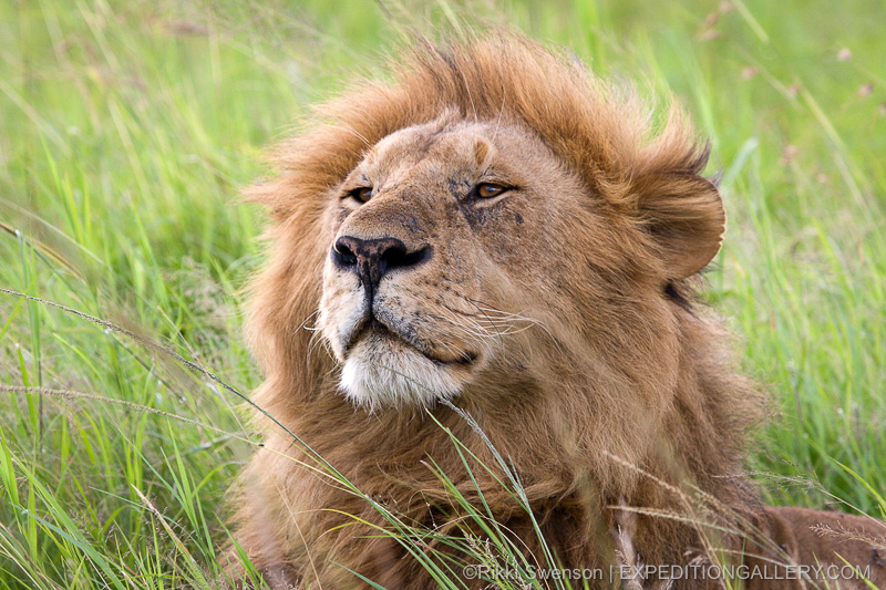 Male lion - Copyright © Rikki Swenson