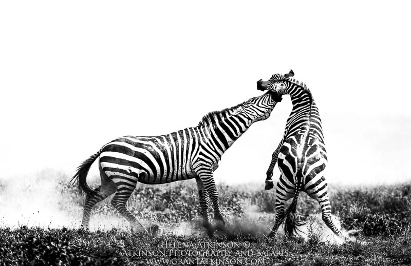 Zebras - Copyright © Helena Atkinson