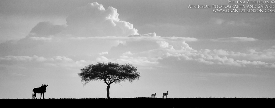 Wildebeest and Gazelles - Copyright © Helena Atkinson