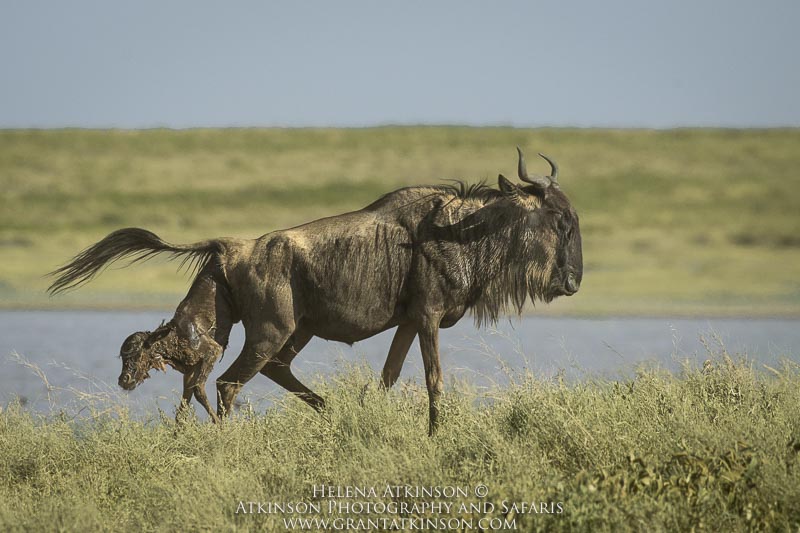 Wildebeest giving birth - Copyright © Helena Atkinson