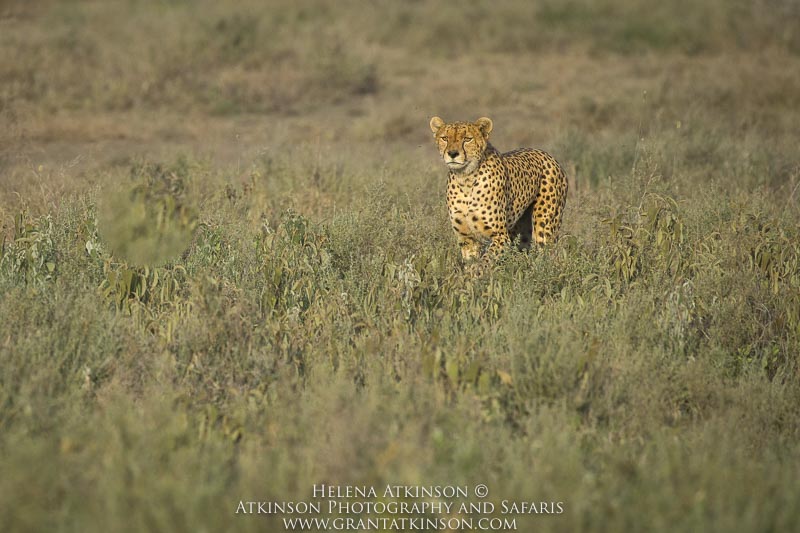 Cheetah - Copyright © Helena Atkinson
