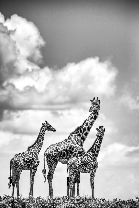 Giraffes - Copyright © Helena Atkinson