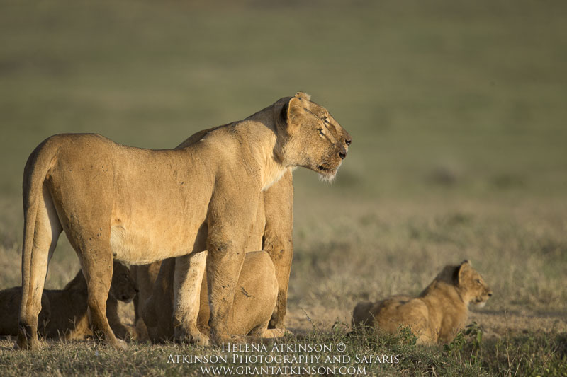 Lions - Copyright © Helena Atkinson