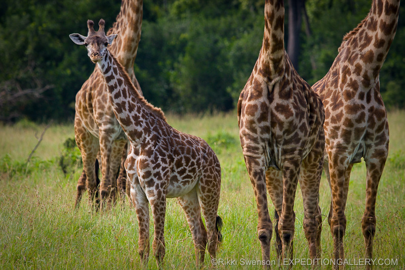 Giraffes - Copyright © Rikki Swenson